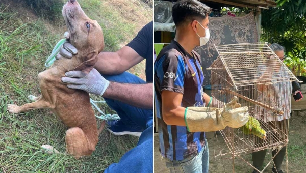 Operação de resgate da Polícia Civil do Acre salva 40 animais de maus-tratos em Rio Branco