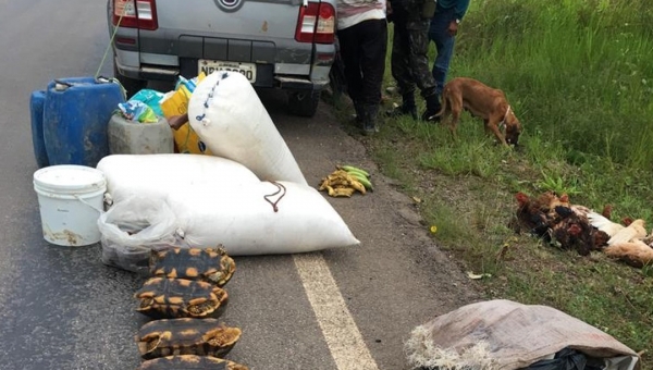 Jabutis, carne de veado e porco do mato são apreendidos em ação na BR-364