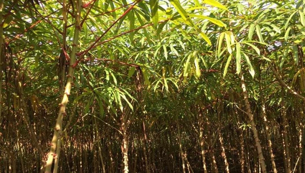 Fungo ameaça produção de mandioca no Vale do Juruá, informa agrônomo do Idaf