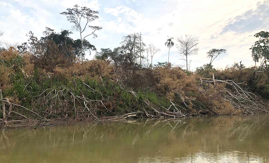 Abertura de ramal e fazendas de gado colocam em risco maior terra indígena do Acre