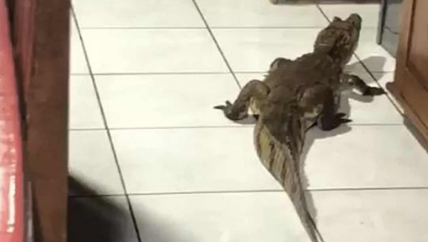 Fotógrafa encontra jacaré de mais de 1 metro na cozinha de casa no AC: ‘achei que era um boneco’