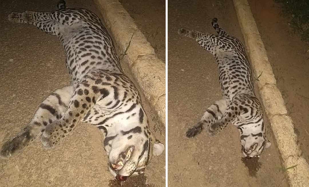 Filhote de onça-pintada é morto atropelado perto da Terceira Ponte em Rio Branco
