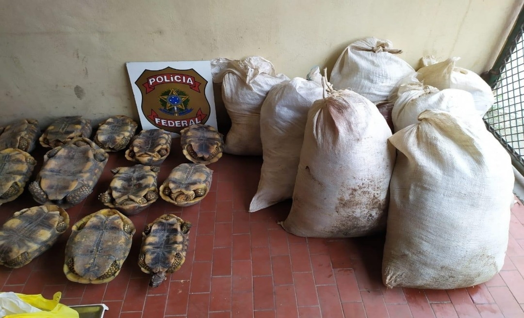 Polícia Federal apreende animais e mais de 400 kg de carne de caça