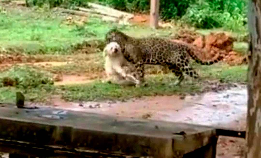 Onça pintada mata cachorro e o devora na zona rural de Porto Velho