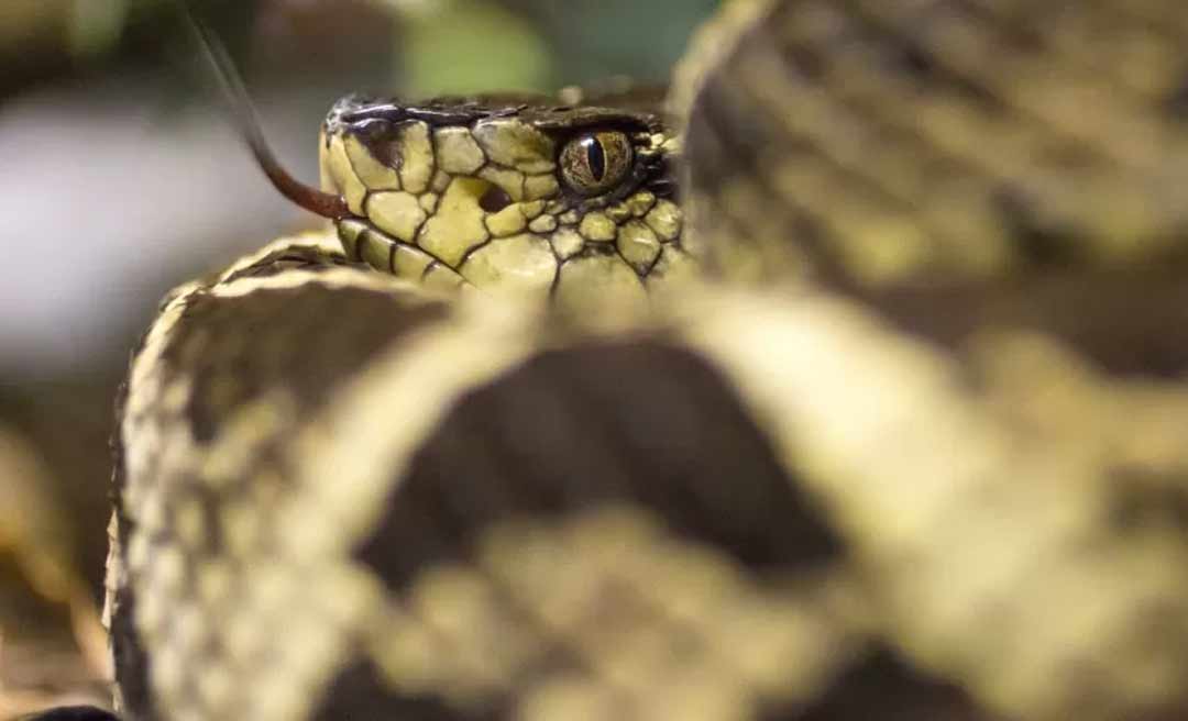 Veneno de cobra brasileira pode inibir avanço da covid em 75%, diz estudo