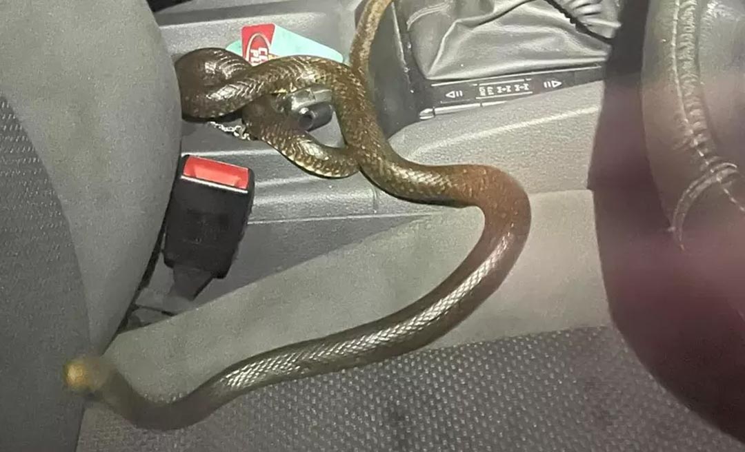 Homem viaja 110 quilômetros com cobra mortal no banco do carona