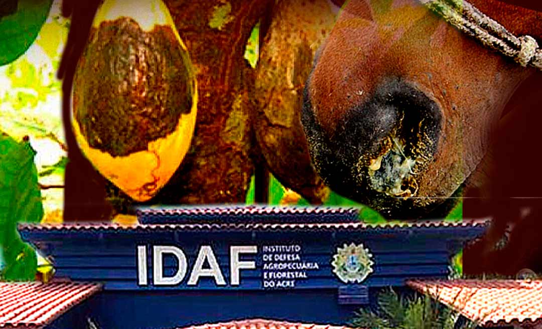 “Praga do cacau” e mormo preocupam e cadastro de reserva do Idaf sugere status de serviço essencial ao órgão no Acre