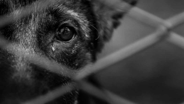 Condenados por maus-tratos a animais são proibidos de ocupar cargos ou prestar serviços na administração pública no Acre