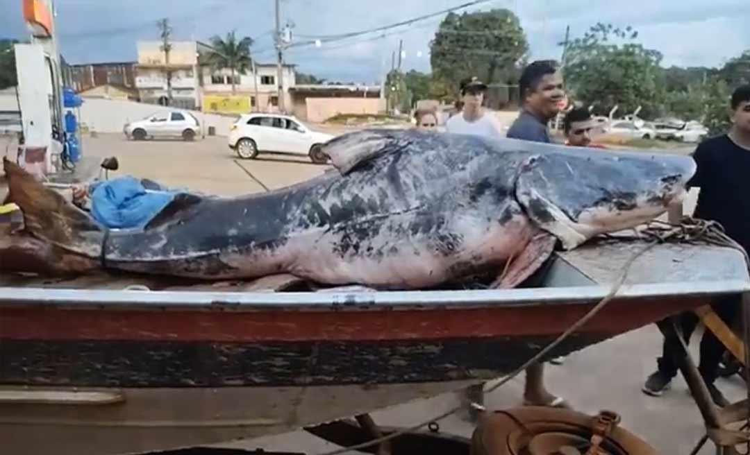 Pescadores de Brasiléia fisgam piraíba de 2,5 metros