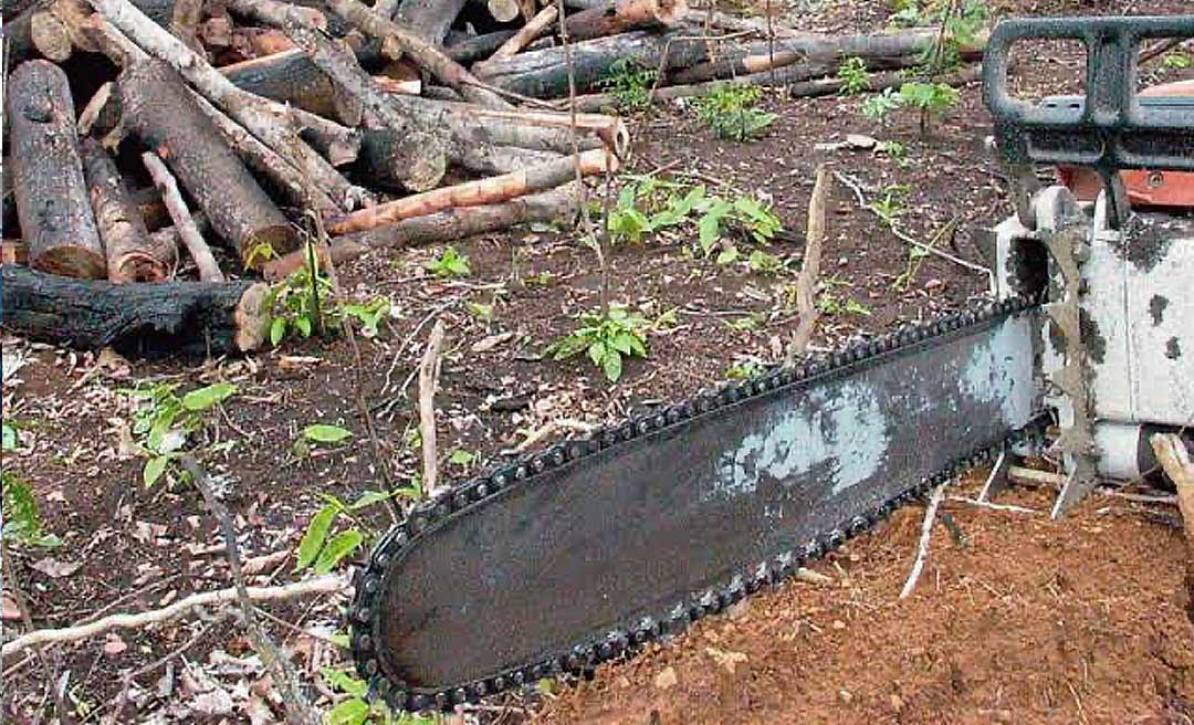 Desmatamento na Reserva Chico Mendes reduz em 71%, aponta Imazon