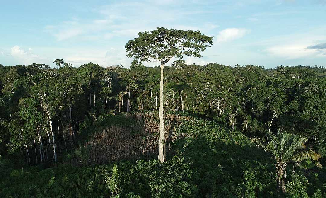 Redução de 47% nos alertas de desmatamentos e queimadas no Acre em 2023 é destacado por Gladson Cameli em encontro com deputados