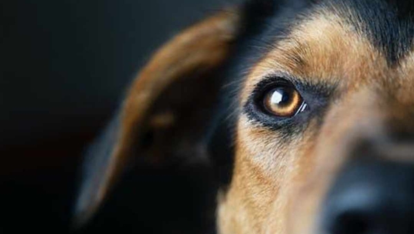 Justiça acreana condena pessoa a pagar um salário mínimo por agredir cachorro em Rio Branco