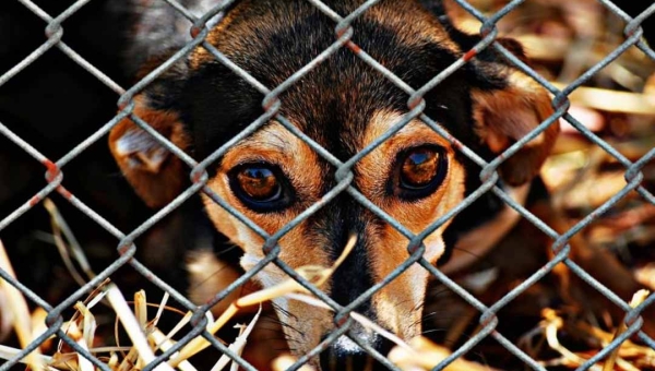 Pet shop de Cruzeiro do Sul é condenado a pagar R$ 10 mil à tutora por morte de cadela