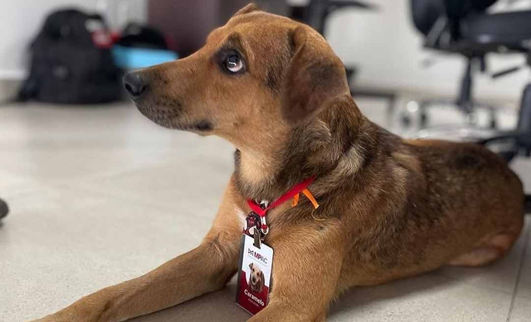 MPAC “contrata” cachorro caramelo após animal ter sido atropelado e sofrer maus tratos