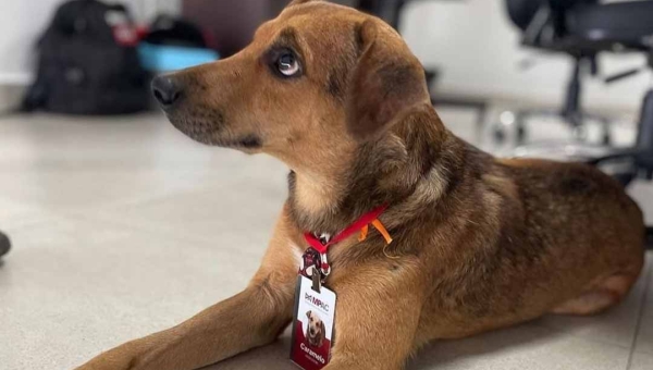 MPAC “contrata” cachorro caramelo após animal ter sido atropelado e sofrer maus tratos