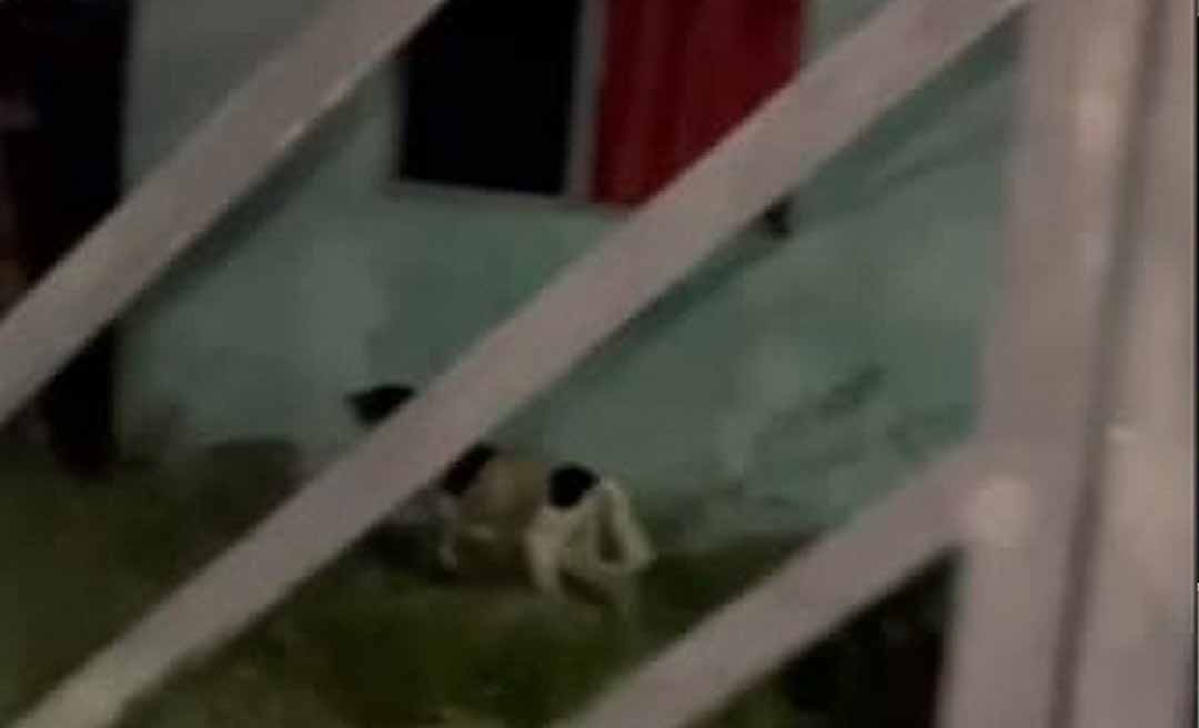 Mulher abandona animais no Conjunto Tangará, em Rio Branco, após mudar para outra residência