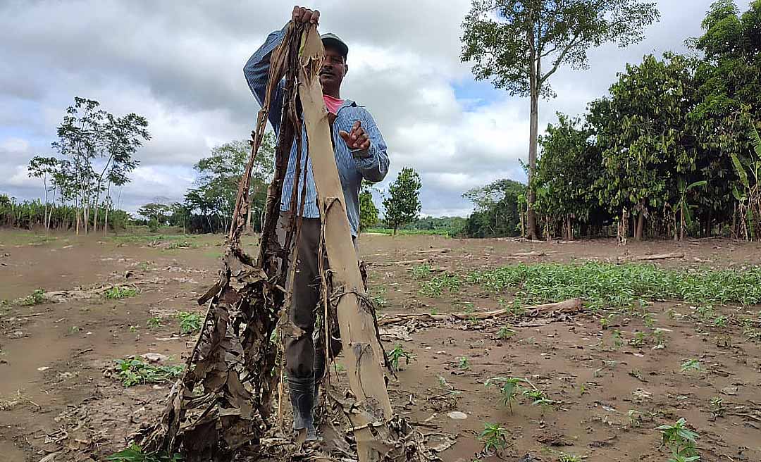 Pós-cheia do Rio Acre: produtor perde quase 4 mil pés de banana no Moreno Maia, zona rural da Capital