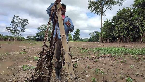 Pós-cheia do Rio Acre: produtor perde quase 4 mil pés de banana no Moreno Maia, zona rural da Capital