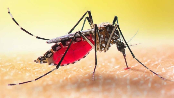 Dengue segue em queda no Acre agora em abril com o fim do inverno amazônico