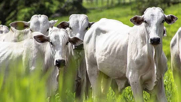 No Acre, produção de carne bovina pode aumentar para 120 mil toneladas em 2024; rebanho cresceu 1.227% nos últimos 38 anos