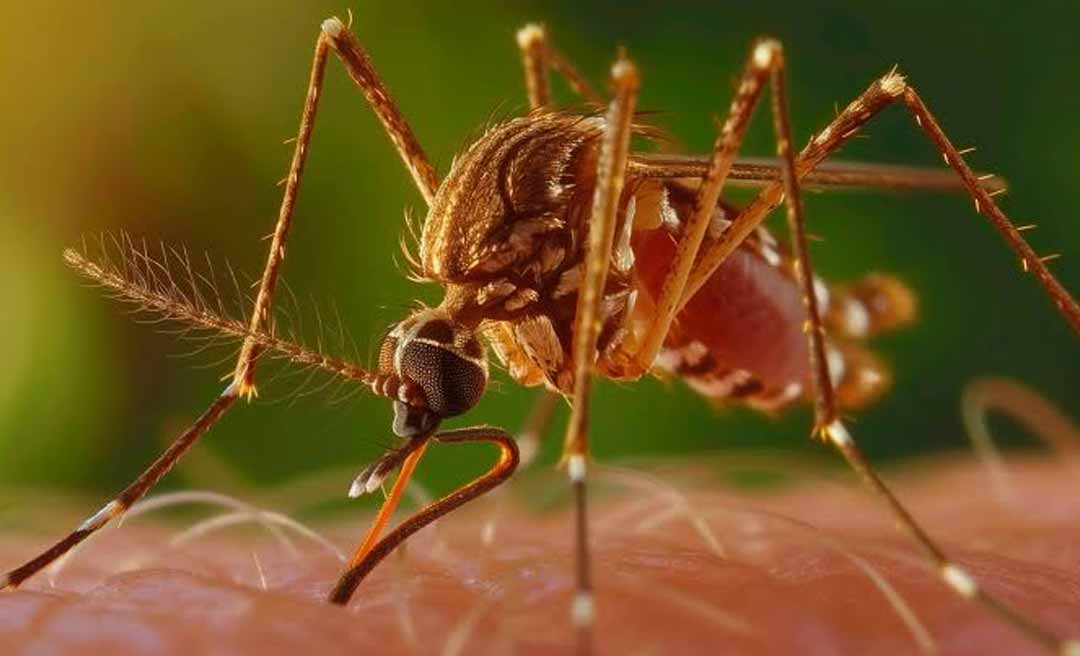 Primeiro caso de anomalia congênita associada à Febre do Oropouche é registrado no Acre, afirma MS