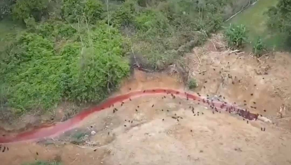 Ibama registra “rio de sangue” em abatedouro de Boca do Acre durante operação Carne Fria