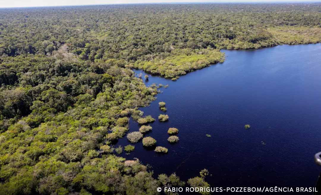Crédito de biodiversidade é habilitado em seringal com disputa fundiária e suspeita de coação