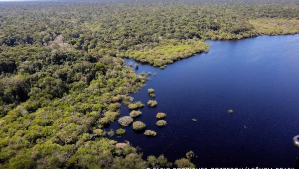 Crédito de biodiversidade é habilitado em seringal com disputa fundiária e suspeita de coação