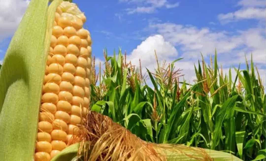 Com quase 42 mil hectares plantadas com milho, Acre tem salto na produção do grão na safra 2024/2025