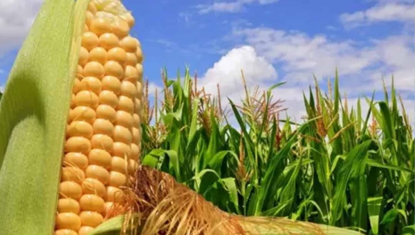 Com quase 42 mil hectares plantadas com milho, Acre tem salto na produção do grão na safra 2024/2025