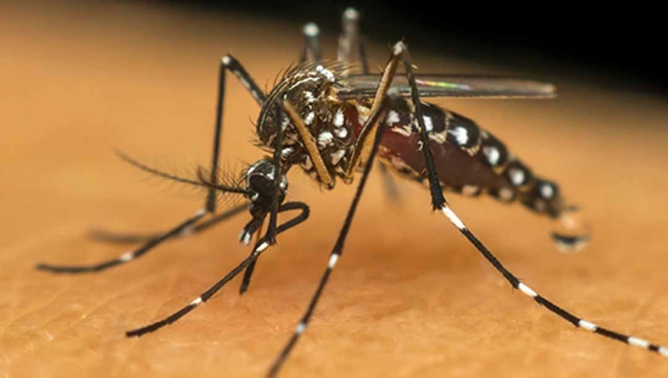 Acre registra mais de 3,4 mil casos de dengue em 2025 e intensifica ações de combate à doença