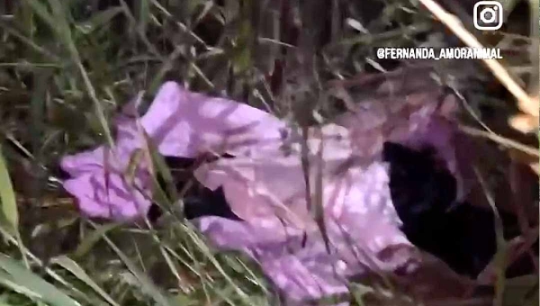 Ativista resgata cachorro abandonando por tutores em área de mata na Capital