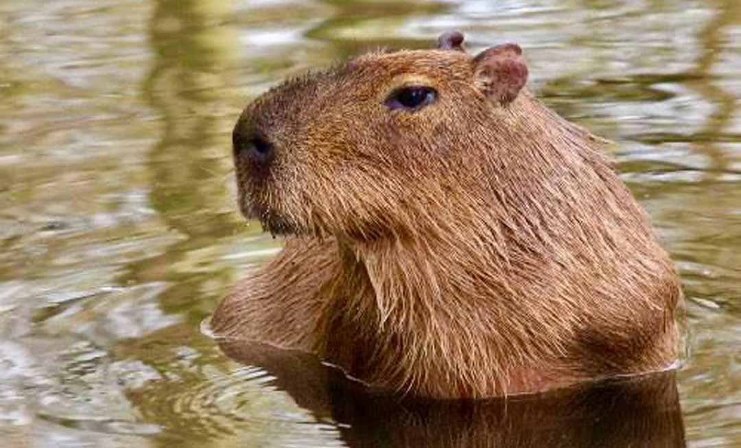 “Em vez de ajudar, pessoas apenas filmaram”, diz ONG sobre capivara que foi moída por máquina na ETA
