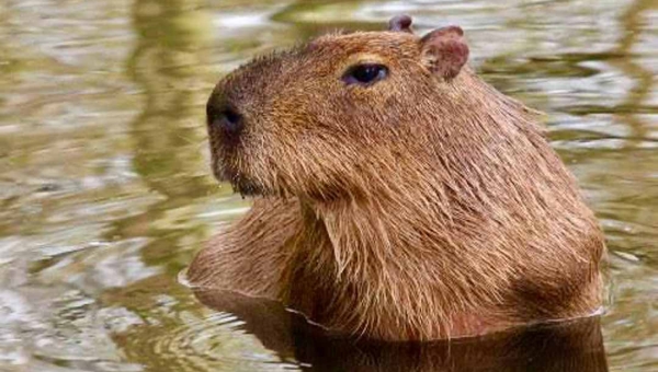 “Em vez de ajudar, pessoas apenas filmaram”, diz ONG sobre capivara que foi moída por máquina na ETA