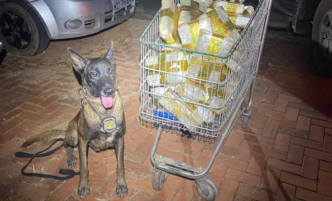 Cadela Gana localiza mais de 50 kg de drogas avaliadas em R$ 300 mil em transportadora de Rio Branco