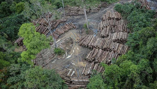 Tríplice fronteira que reúne Acre, Rondônia e Amazonas desmatou mais de 1,3 milhão de hectares de floresta nos últimos seis anos