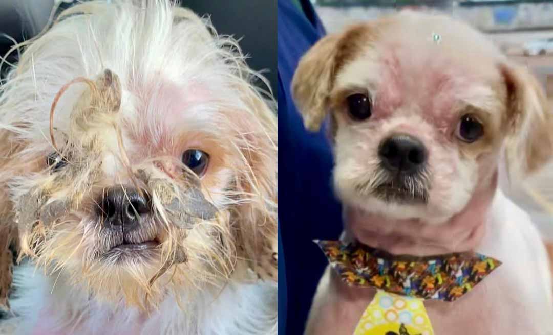 Do abandono ao amor! Patinha Carente conta a história de Luffy, o cão resgatado que hoje vive cercado de carinho