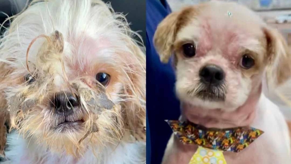 Do abandono ao amor! Patinha Carente conta a história de Luffy, o cão resgatado que hoje vive cercado de carinho