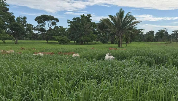 Quase 500 mil hectares no Acre são ocupadas por pastagens com menos de cinco anos de formação