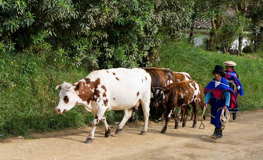 País vizinho ao Acre, Bolívia conquista status de livre de febre aftosa sem vacinação