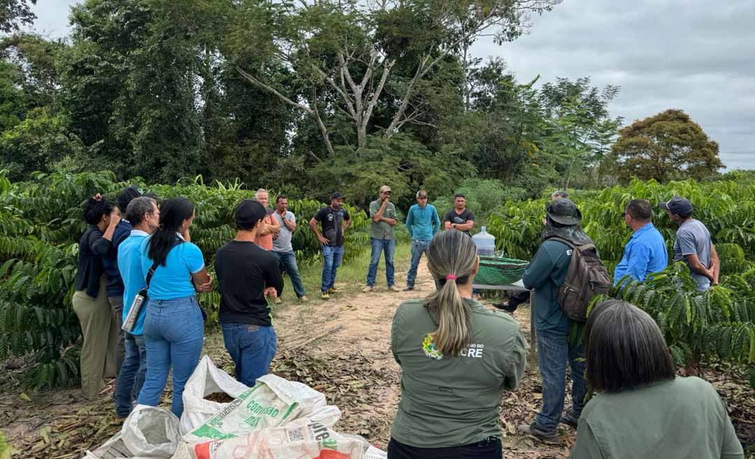 Produtores de Assis Brasil recebem treinamento sobre colheita e pós-colheita do café robusta amazônico