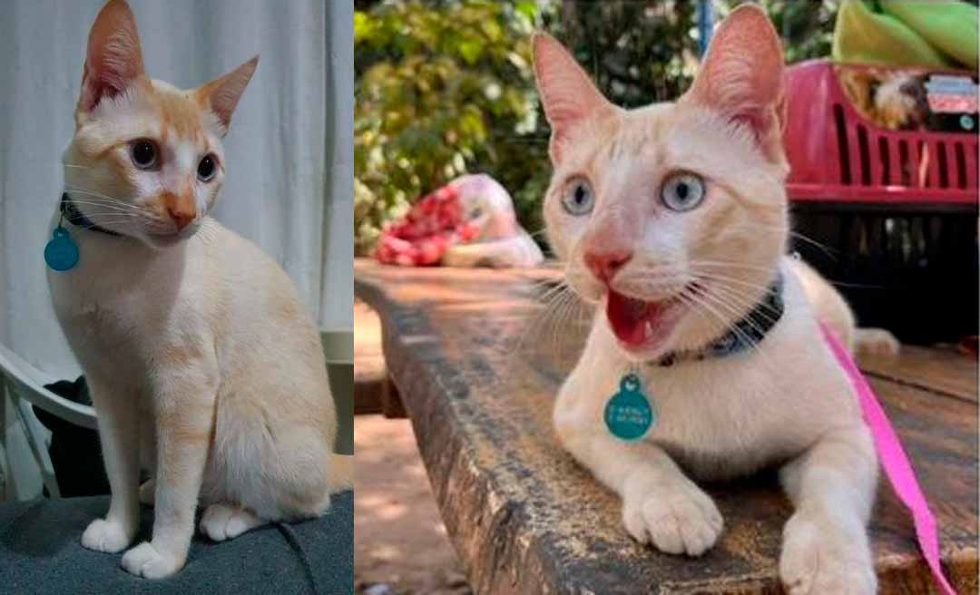 Ajudem a encontrar o ‘Tapioca’! Família procura por gato desaparecido próximo ao Horto Florestal e oferece recompensa de R$ 1 mil