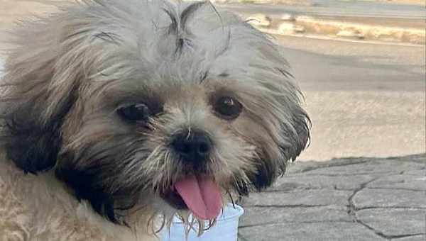Cadê ‘Sofia’? Família oferece R$ 5 mil de recompensa para encontrar cadela desaparecida após acidente em Rio Branco