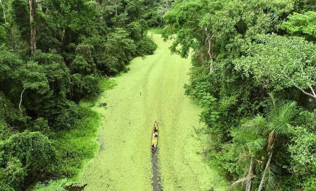 Programas REM e REDD+ promovem desenvolvimento econômico e preservam a floresta acreana