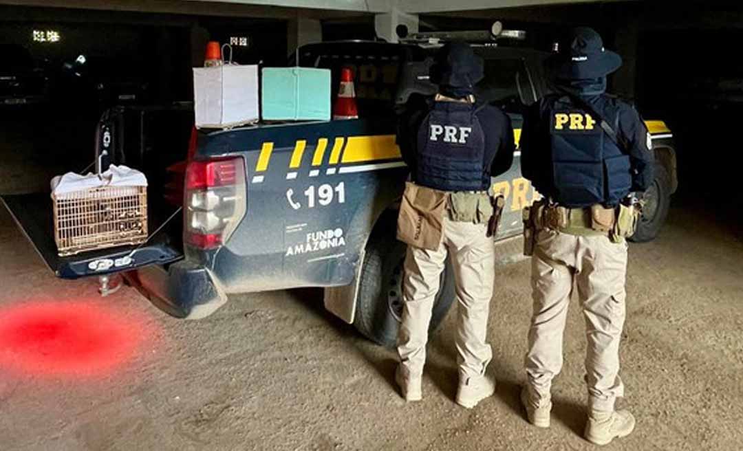 Fiscalizações da PRF no Acre resultam em apreensão de drogas, resgate de aves e cumprimento de mandado de prisão