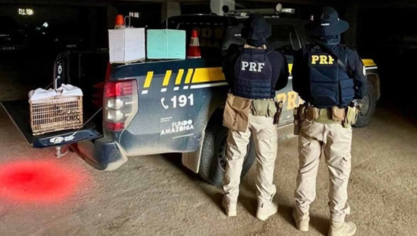 Fiscalizações da PRF no Acre resultam em apreensão de drogas, resgate de aves e cumprimento de mandado de prisão