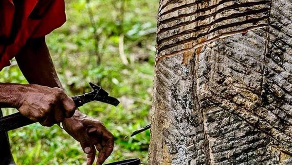 Acre receberá R$ 126 milhões para recuperação ambiental com apoio do Fundo Amazônia