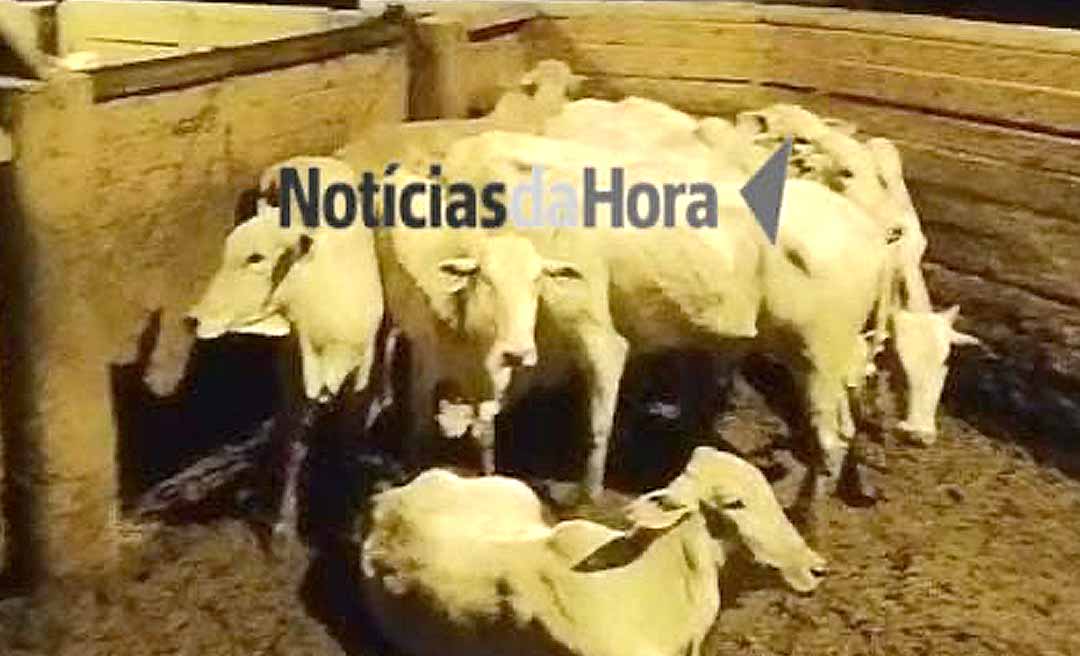 Polícia Militar recupera gado e prende envolvidos em roubo na zona rural de Porto Acre