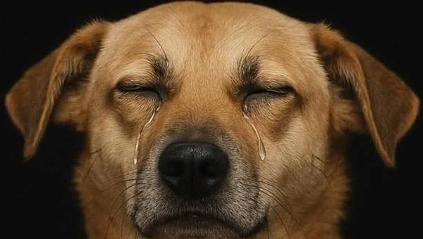 Associação Patinha Carente lança campanha para salvar 21 animais resgatados em Rio Branco: “Isso é um grito de socorro”