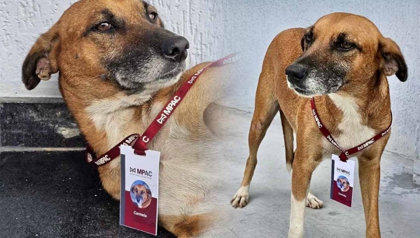 Conheça Carmela: a nova “servidora” do MPAC que conquistou corações na nova sede da instituição